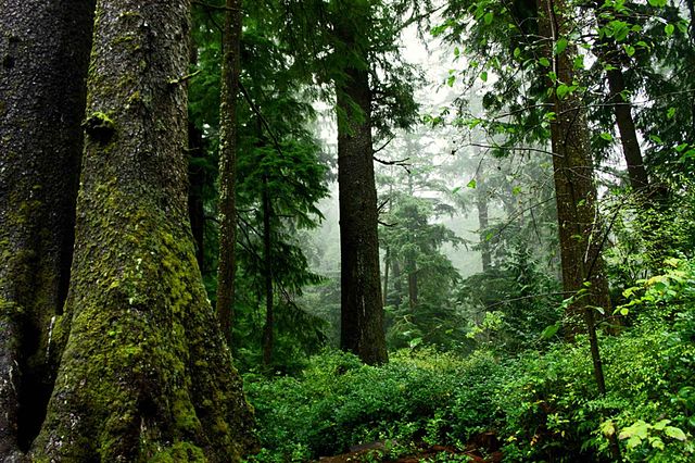 Az új uniós erdőgazdálkodási stratégiáról